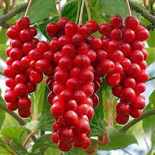schisandra